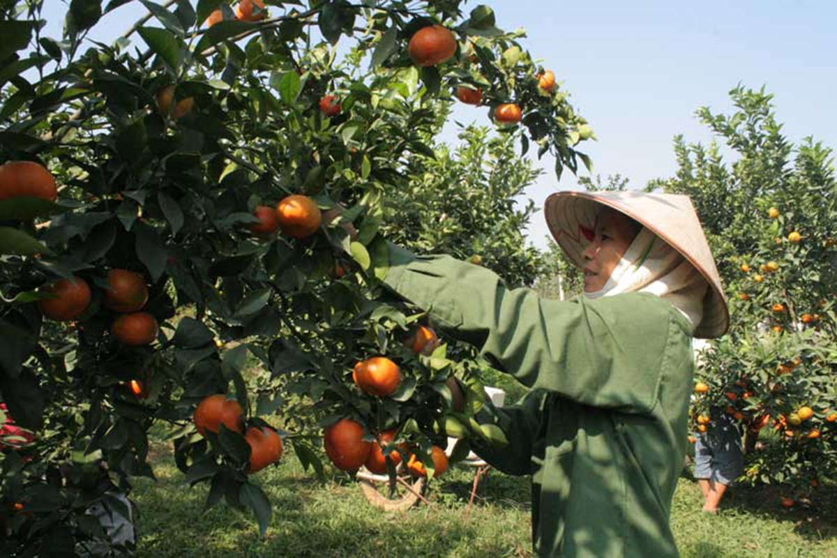 Nông nghiệp huyện Kim Bôi đang hình thành nhiều chuỗi liên kết (Ảnh TL).