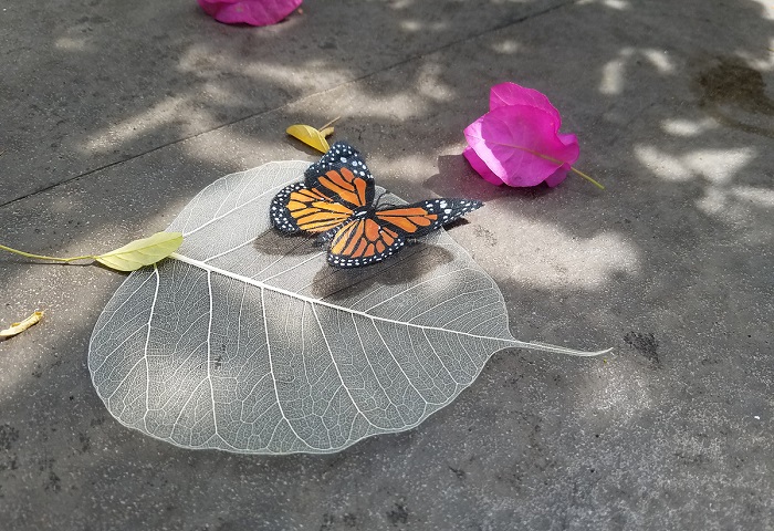 Xương lá bồ đề mỏng manh như cánh chuồn chuồn.