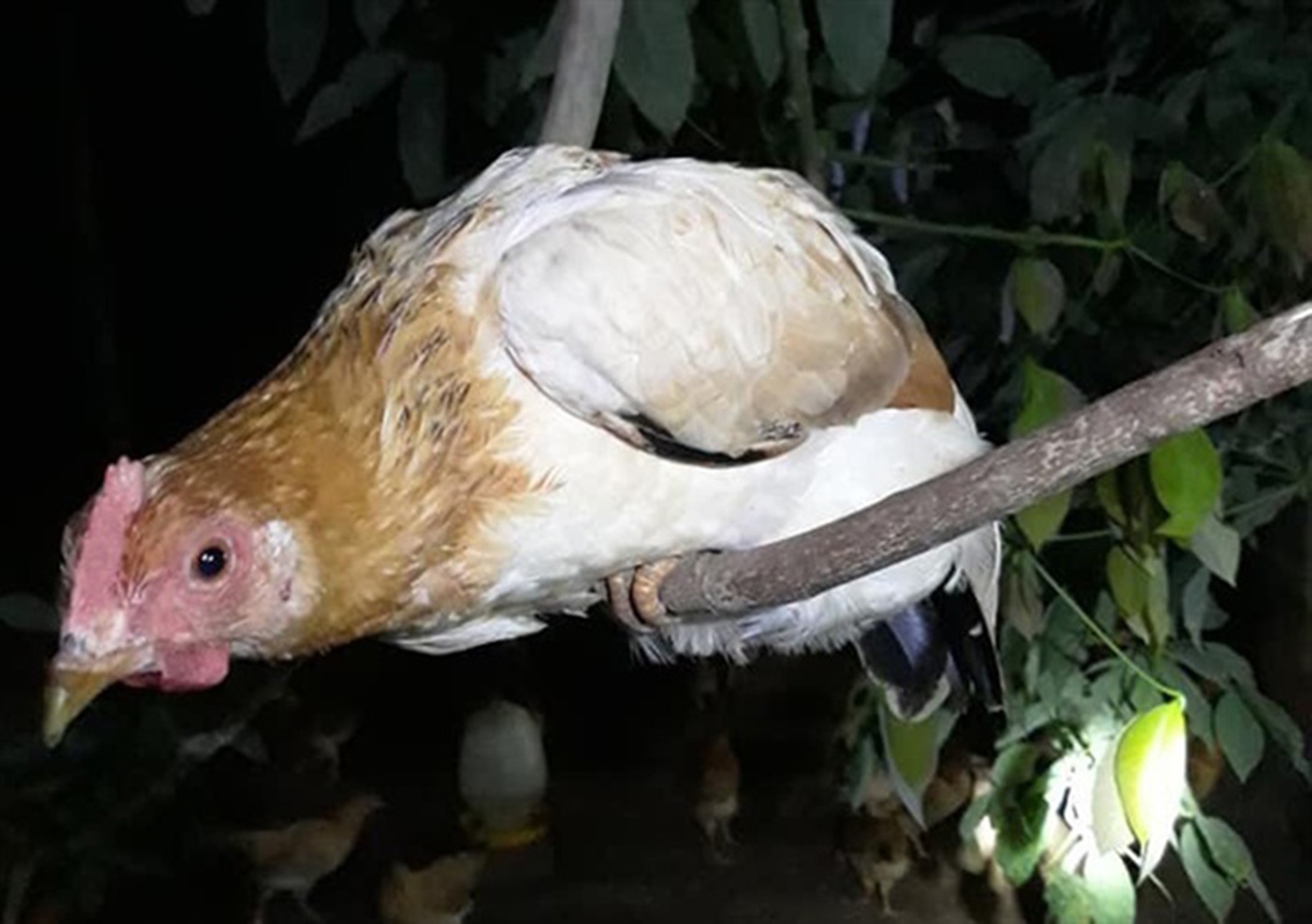 Gà Cùa được chăn thả tự nhiên, ăn thức ăn sạch nên có chất lượng rất cao (Ảnh TL).