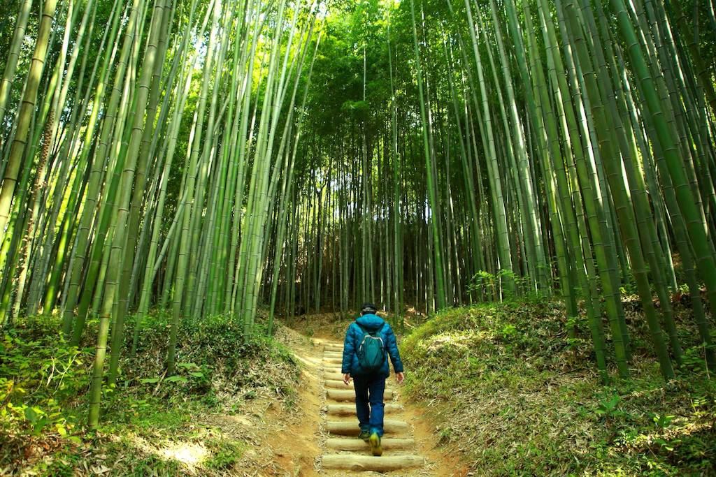 Việt Nam có hơn 1,4 triệu ha đất trồng tre, nứa có trữ lượng khoảng 4,5 tỷ cây, có thể tạo ra thêm hàng triệu việc làm mới.