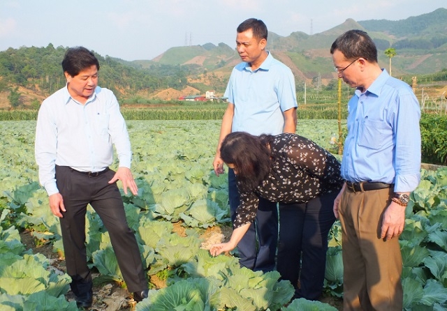 Mô hình trồng rau an toàn nhận được sự quan tâm của các cấp ngành vì nâng cao hiệu quả kinh tế, thúc đẩy bảo vệ môi trường.