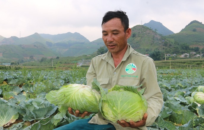 Trồng rau an toàn giúp sản phẩm bảo đảm chất lượng khi cung cấp ra thị trường.