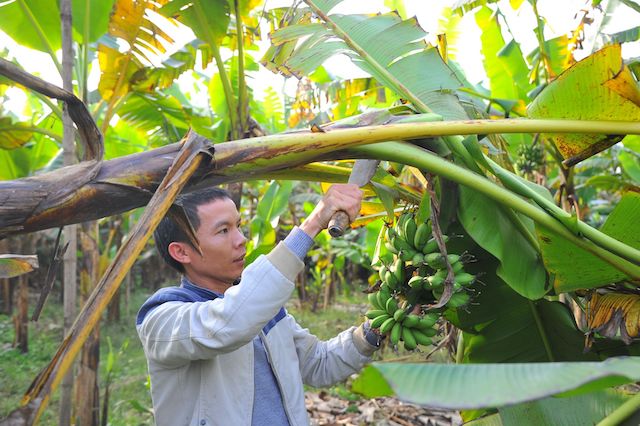 Chuối ngự Đại Hoàng đã lọt vào top 50 trái cây đặc sản nổi tiếng Việt Nam. Vì có màu sắc và hình dáng rất đẹp, chất lượng cao nên loại chuối ngự trứ danh này được nhiều khách săn về ăn và dùng làm quà biếu, đặc biệt trong mỗi dịp Tết, lễ.