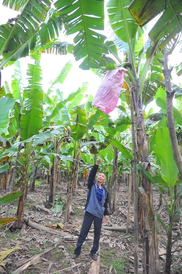 Làng Đại Hoàng có truyền thống trồng cây ăn quả và hiện có trên 300ha chuối ngự, giá trị đạt trên 100 triệu đồng mỗi ha.