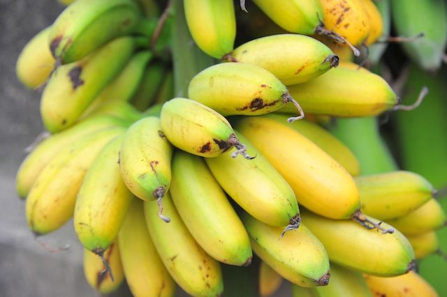 Chuối ngự tiến vua khác với những loại chuối thường, dáng quả nhỏ, chỉ to bằng hai ngón tay chụm lại. Khi chín, chuối ngự có màu vàng cam, cuống có màu xanh tươi.