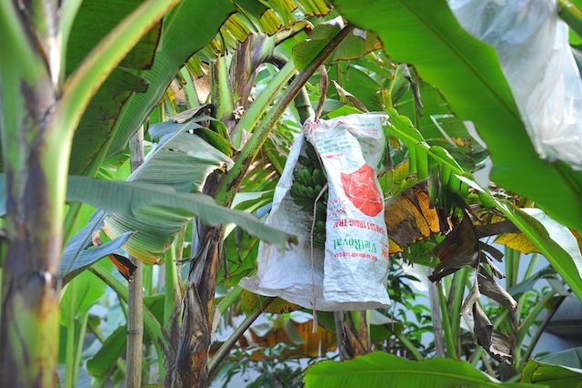 Chuối ngự Đại Hoàng được người trồng che chắn kỹ như báu vật bởi ngày Tết giá của loại đặc sản này rất đắt đỏ, lên tới cả triệu đồng mỗi buồng.