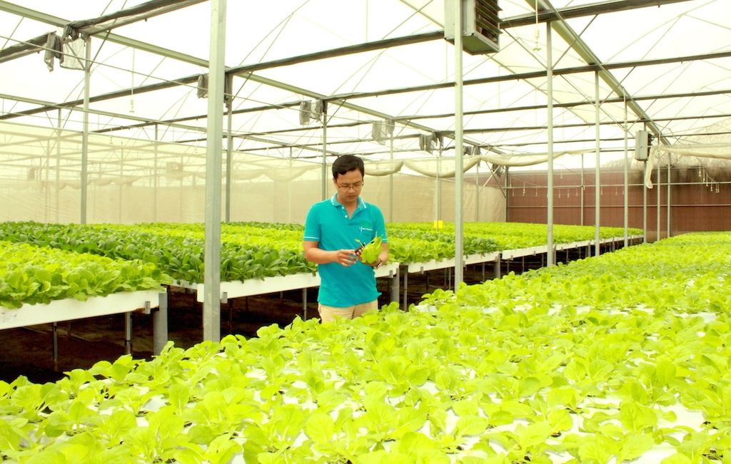 Mô hình trồng rau thuỷ canh công nghệ cao của một HTX nông nghiệp ở Tp.HCM.