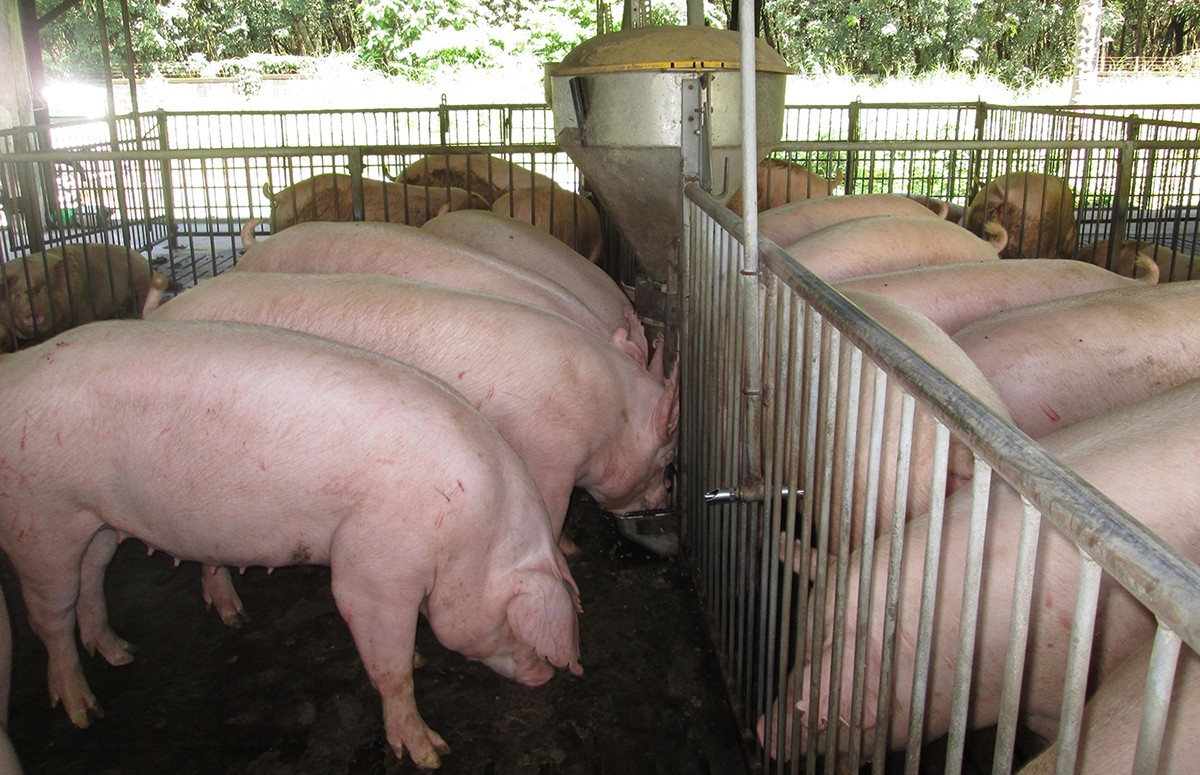 Giá lợn hơi ngày 13/1 tiếp tục tăng mạnh.