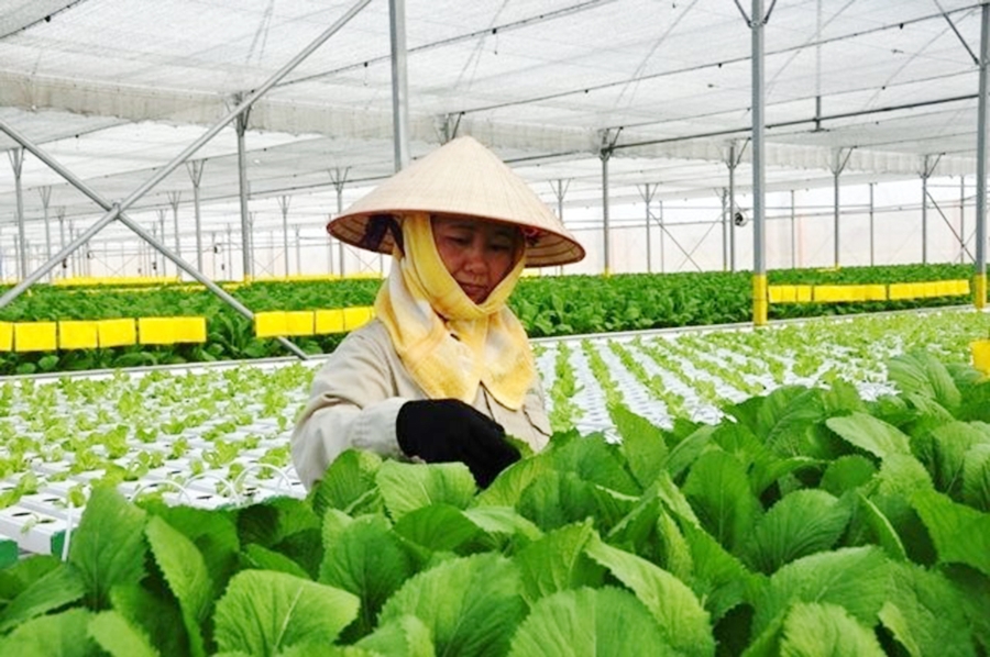 Các mô hình rau màu công nghệ cao đem lại hiệu quả bền vững (Ảnh TL).