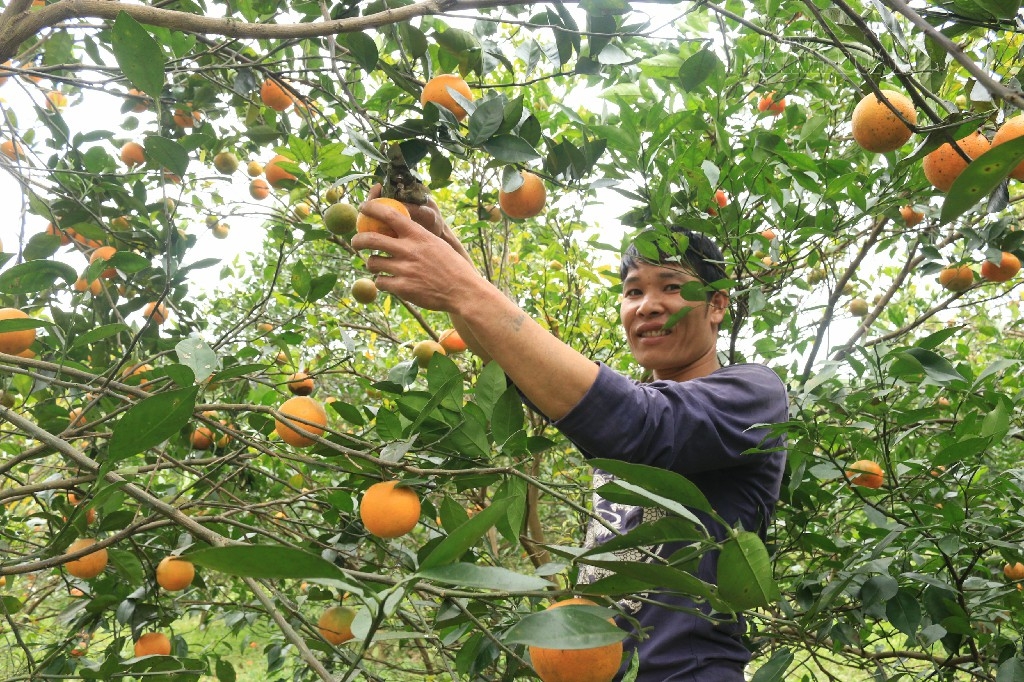 Mỗi cây cho trung bình 300-500 quả.