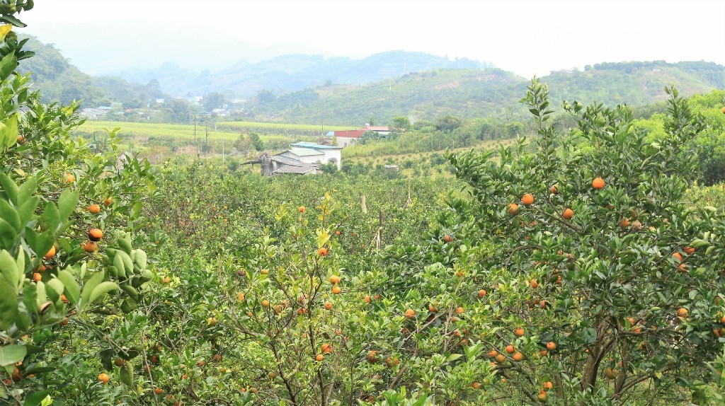 Thủ phủ cam Cao Phong có gần 3.016ha cây ăn quả có múi.