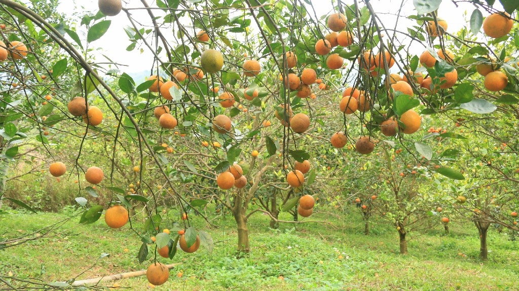 Cam Cao Phong còn là 1 trong 39 chỉ dẫn địa lý của Việt Nam được bảo hộ tại EU.