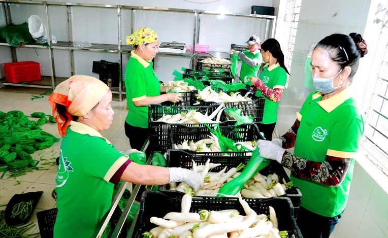 Khu vực sơ chế rau của HTX rau an toàn Visa.