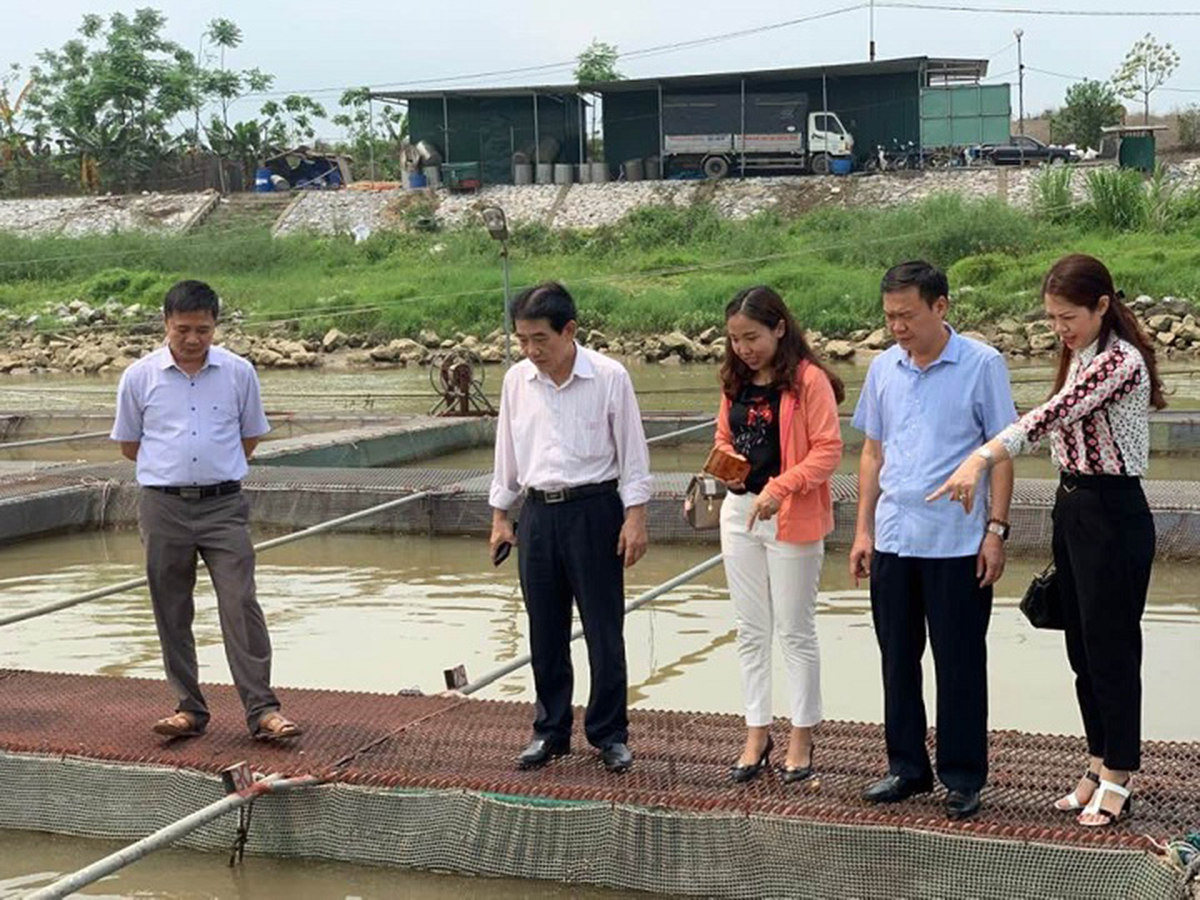 Nuôi trồng thủy sản VietGAP đang cho hiệu quả cao ở Mão Điền (Ảnh TL).