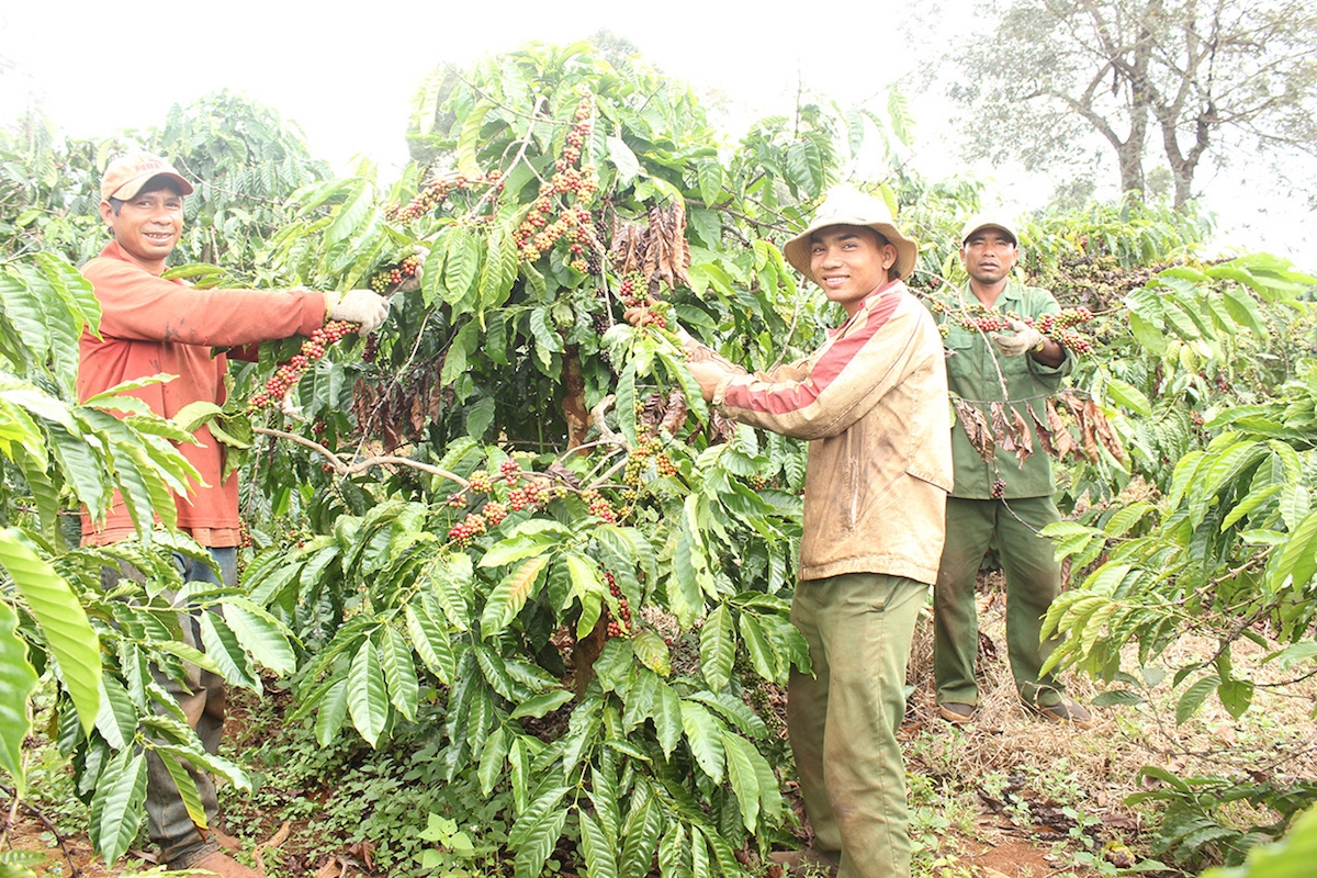 Giá cà phê ngày 14/1 tăng 400 - 500 đồng/kg.
