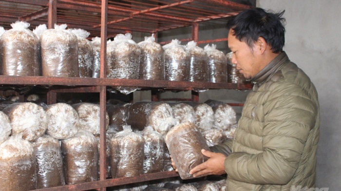 Trồng nấm theo quy trình khoa học góp phần bảo vệ môi trường.