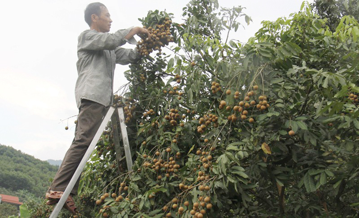 HTX đang là điểm tựa trong sản xuất cho thành viên (Ảnh TL).