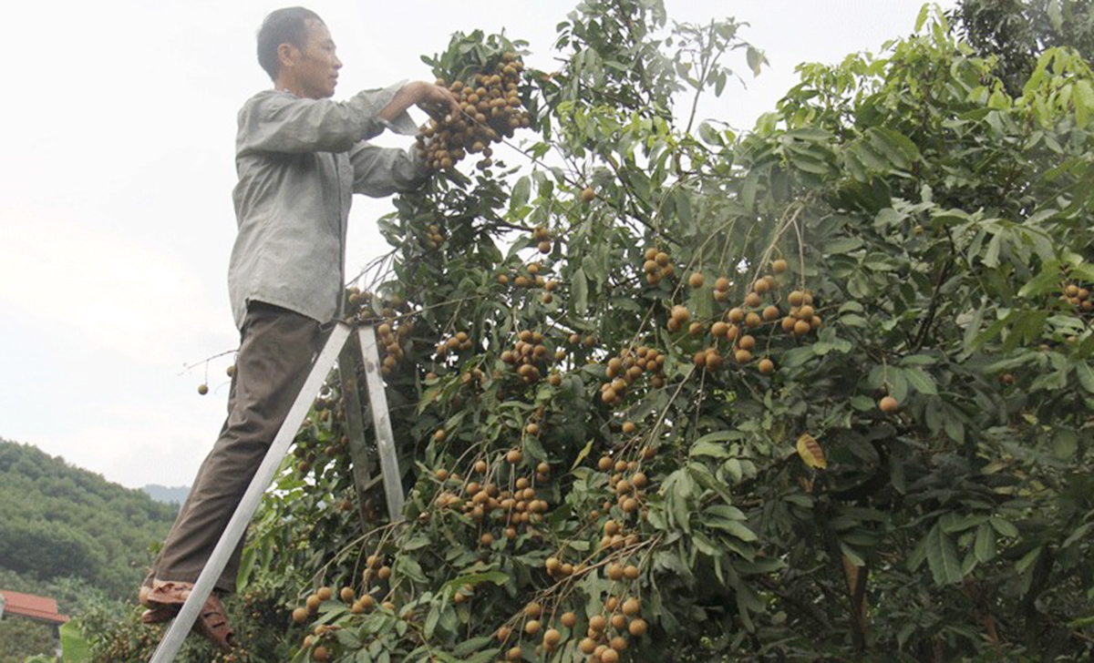 HTX đang là điểm tựa trong sản xuất cho thành viên (Ảnh TL).