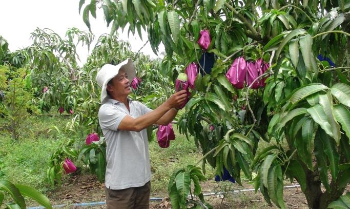 Bọc xoài bằng túi chuyên dụng giúp không phải sử dụng thuốc hóa học.