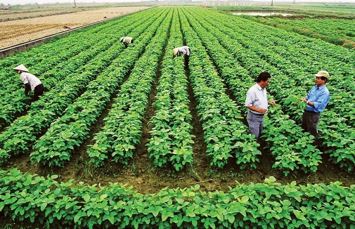 Diện tích trồng đỗ hữu cơ của HTX.