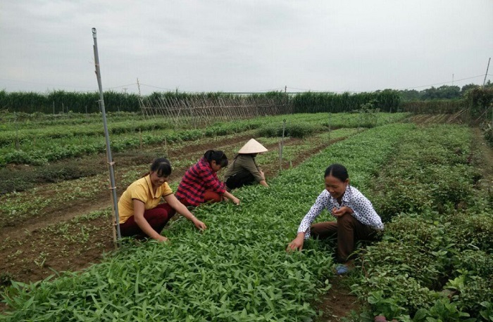 Sản xuất hữu cơ giúp bảo đảm chất lượng sản phẩm.