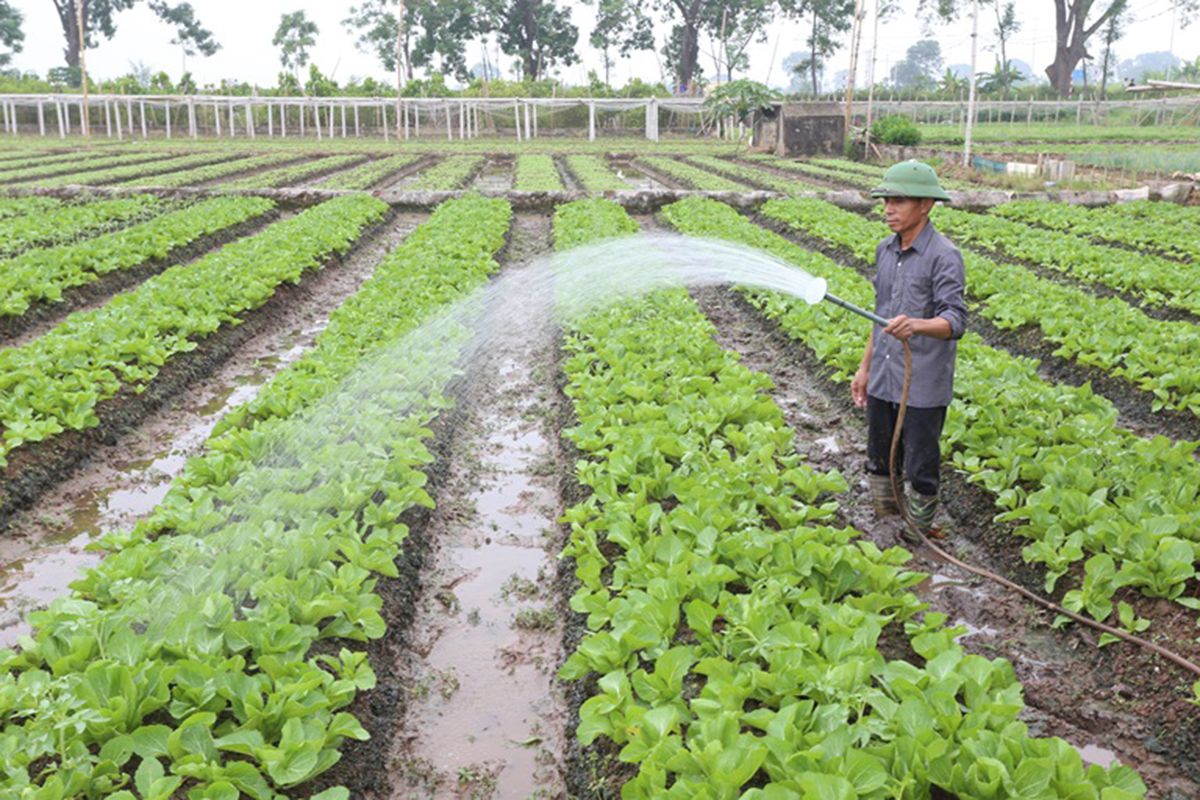 Các hộ sản xuất của xã đang chủ động liên kết để nâng cao hiệu quả (Ảnh TL).