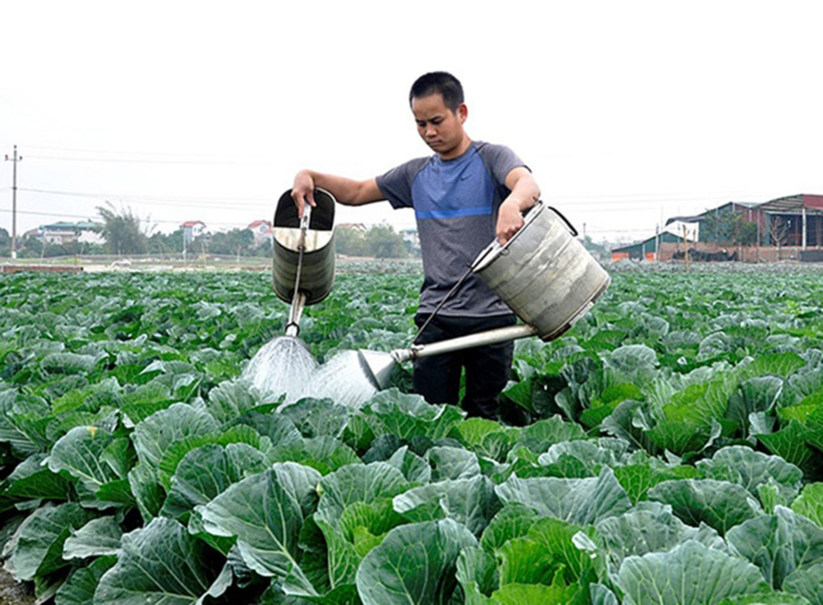 Mô hình sẽ tiếp tục được đầu tư, mở rộng sản xuất (Ảnh TL).