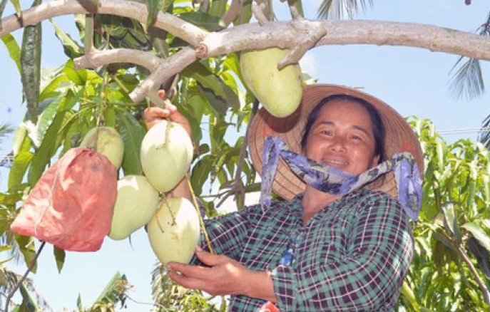 Mô hình trồng xoài đang giúp người dân nâng cao thu nhập.