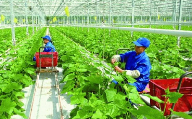 Người dân, HTX yên tâm hơn nhờ ứng dụng công nghệ cao trong sản xuất nông nghiệp. (Ảnh: ITN)