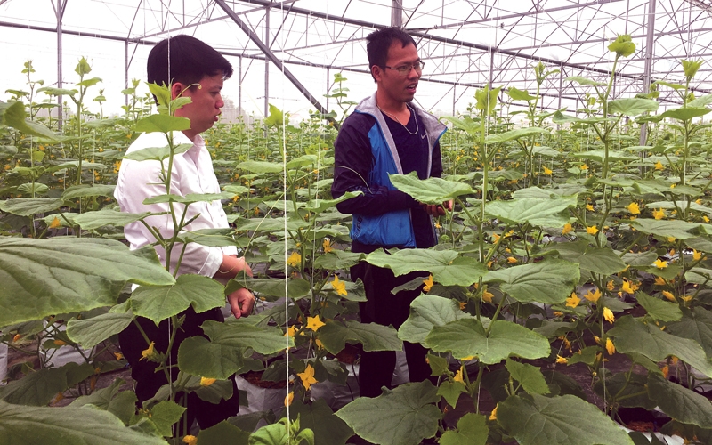 Lương Tài đang chủ động hoàn thiện cơ sở hạ tầng nông nghiệp để phát triển du lịch sinh thái.