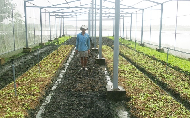 Trồng rau trong nhà lưới hạn chế tác động tiêu cực từ thời tiết.