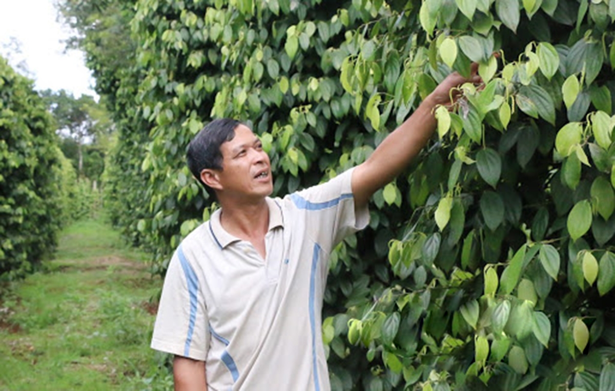 Tiêu của HTX đang được sản xuất theo quy trình sinh học, thân thiện môi trường (Ảnh TL).