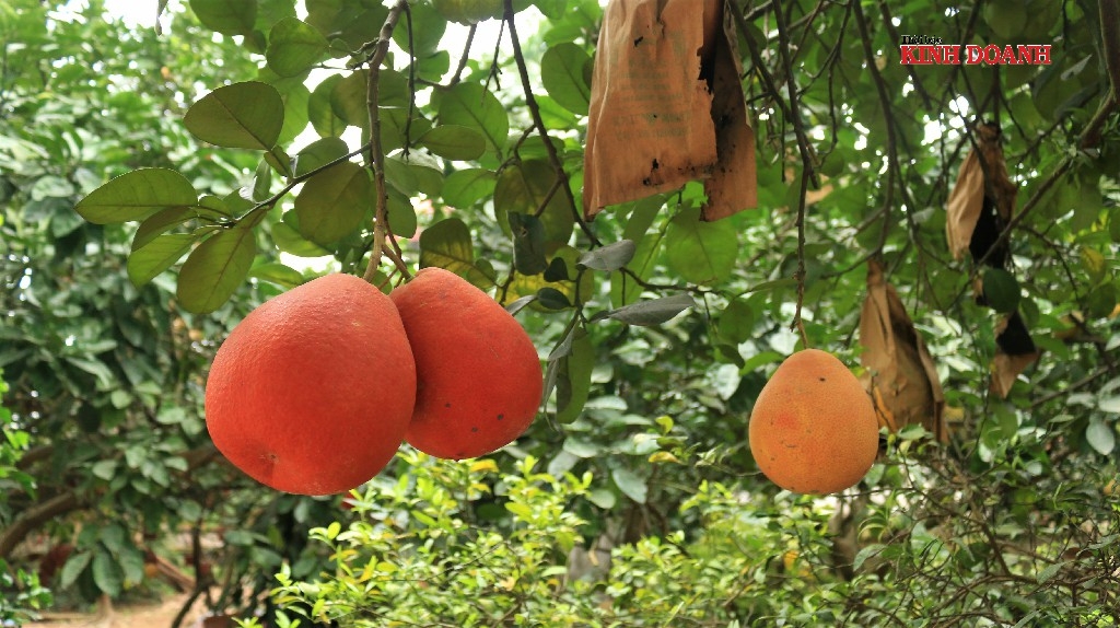 Bưởi đỏ được ưa chuộng bởi màu sắc độc lạ, hương vị thơm ngon.