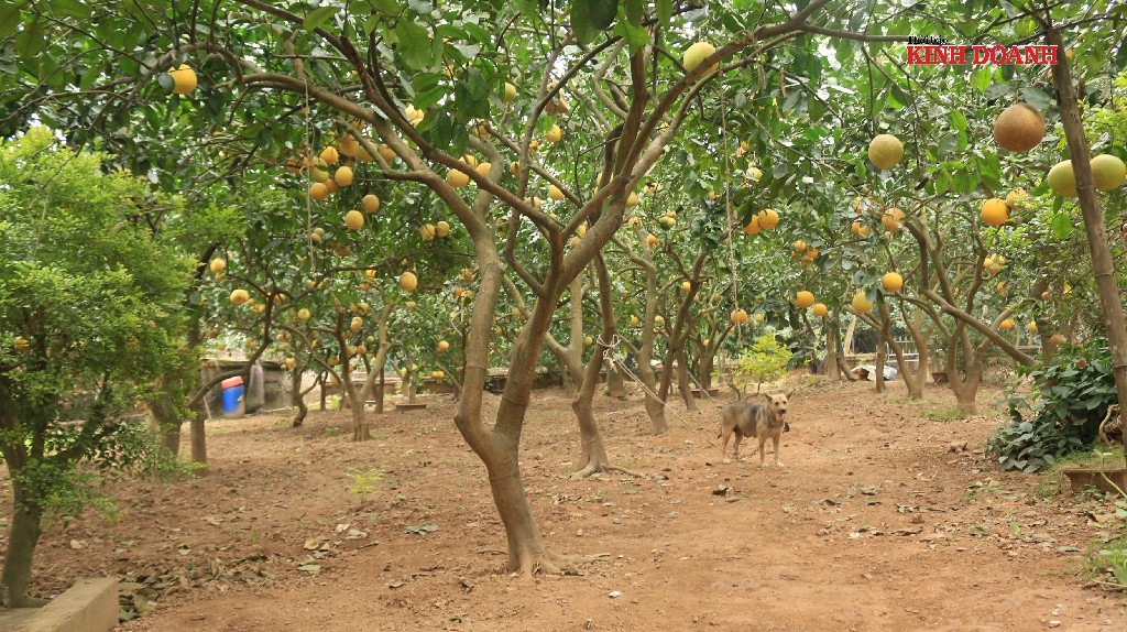 Phần lớn vườn bưởi của HTX đã có khách đặt hàng.