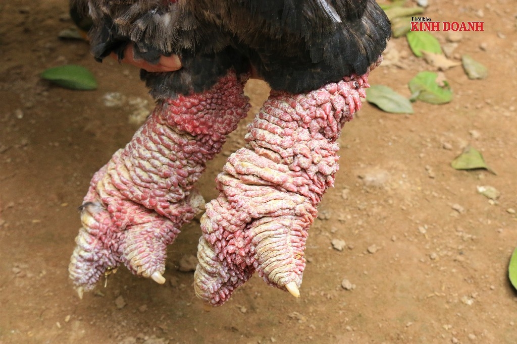 Gà có cặp chân gà khủng được nhiều đại gia ưa thích, săn về làm quà.