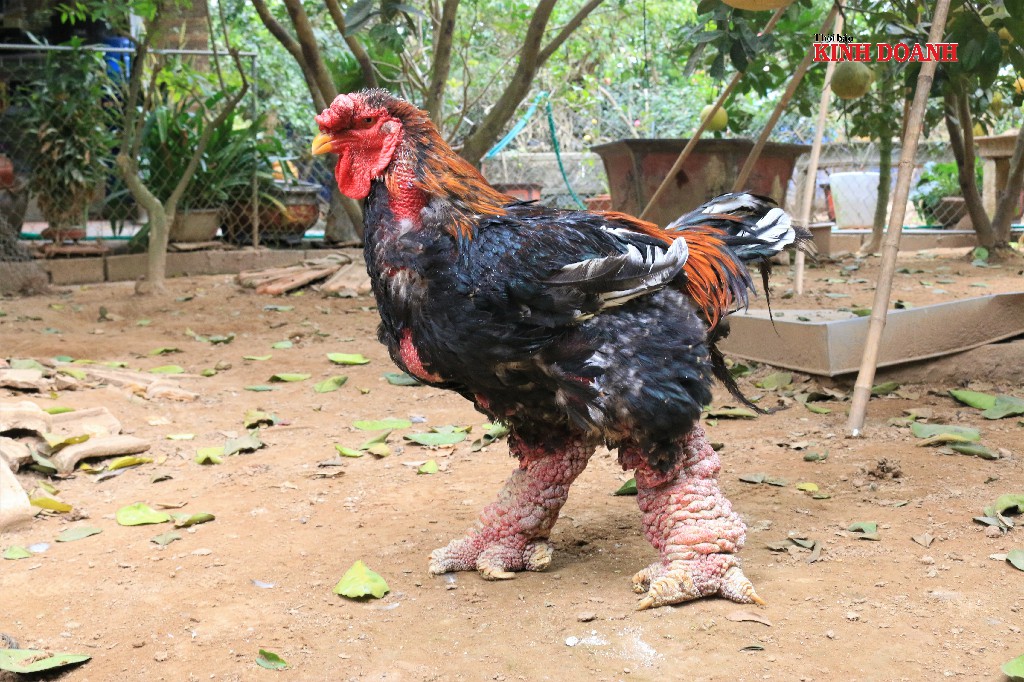 Trọng lượng gà trống có thể lên tới 6 - 7kg, thịt gà thơm dai, chắc nịch.