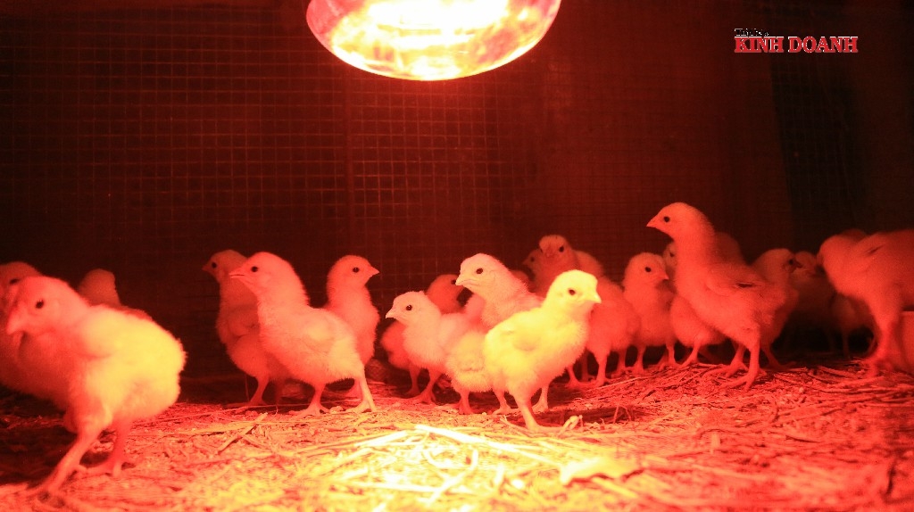 Gà Đông Tảo chịu rét kém nên phải thắp đèn, sưởi ấm suốt mùa đông.