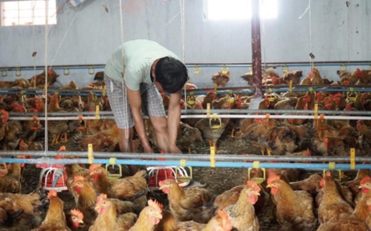 Liên kết nuôi gà VietGAP cho hiệu quả cao hơn (Ảnh TL).