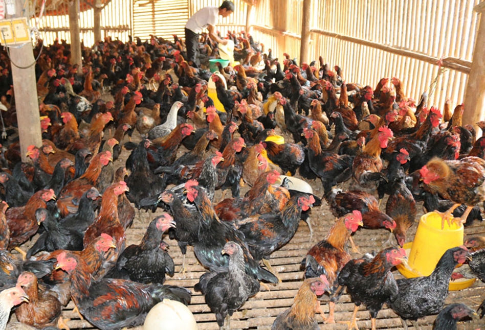 Các mô hình chăn nuôi VietGAP, thân thiện môi trường cấn tiếp tục được nhân rộng (Ảnh TL).