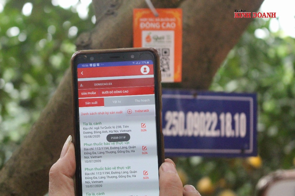 Tất cả cây bưởi, quả bưởi đều được gắn tem truy xuất nguồn gốc.