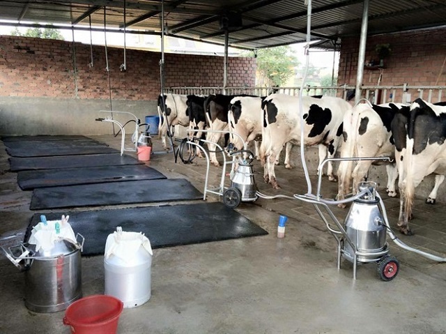 Khu vực nuôi bò được giữ sạch sẽ, hạn chế ô nhiễm môi trường.