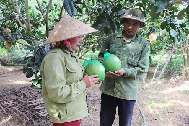 Sản xuất theo tiêu chuẩn VietGAP giúp sản phẩm vào được các siêu thị và xuất khẩu.