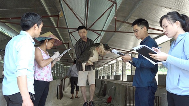 Quy trình sản xuất lợn an toàn sinh học có sự giám sát của các ngành chức năng.
