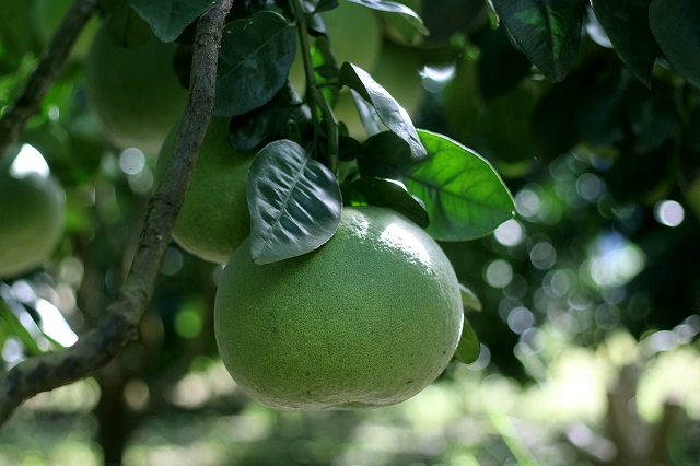 Bưởi là một trong những cây ăn quả được thành viên HTX lựa chọn sản xuất.