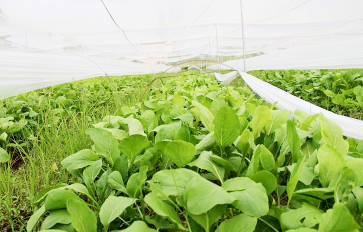 Được canh tác trong nhà lưới, không hóa chất độc hại nên sản phẩm của HTX được thị trường đánh giá cao (Ảnh TL).