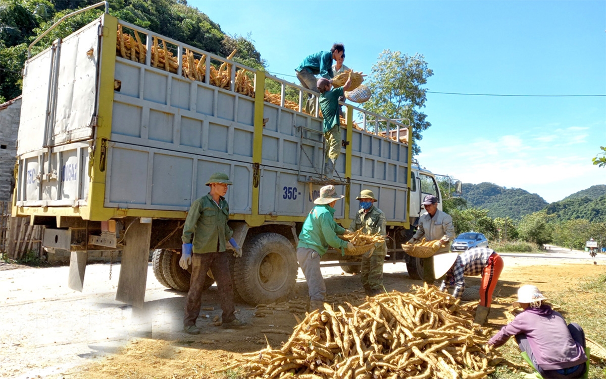 Việc trồng sắn sẽ được định hướng rõ ràng, đảm bảo tính bền vững (Ảnh TL).