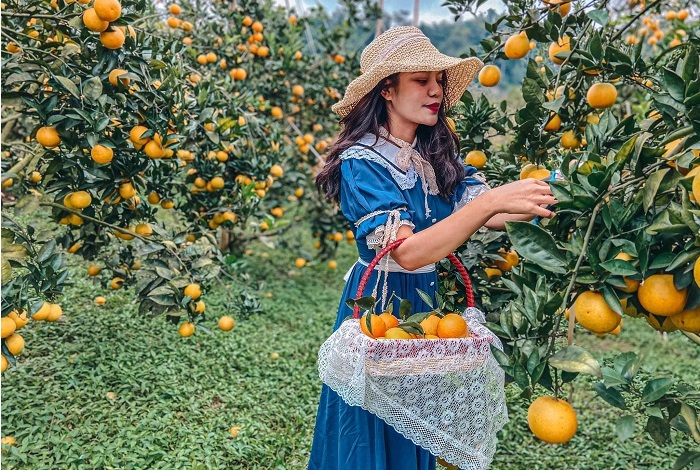 Vườn cây hữu cơ chính là nền tảng thu hút khách du lịch.