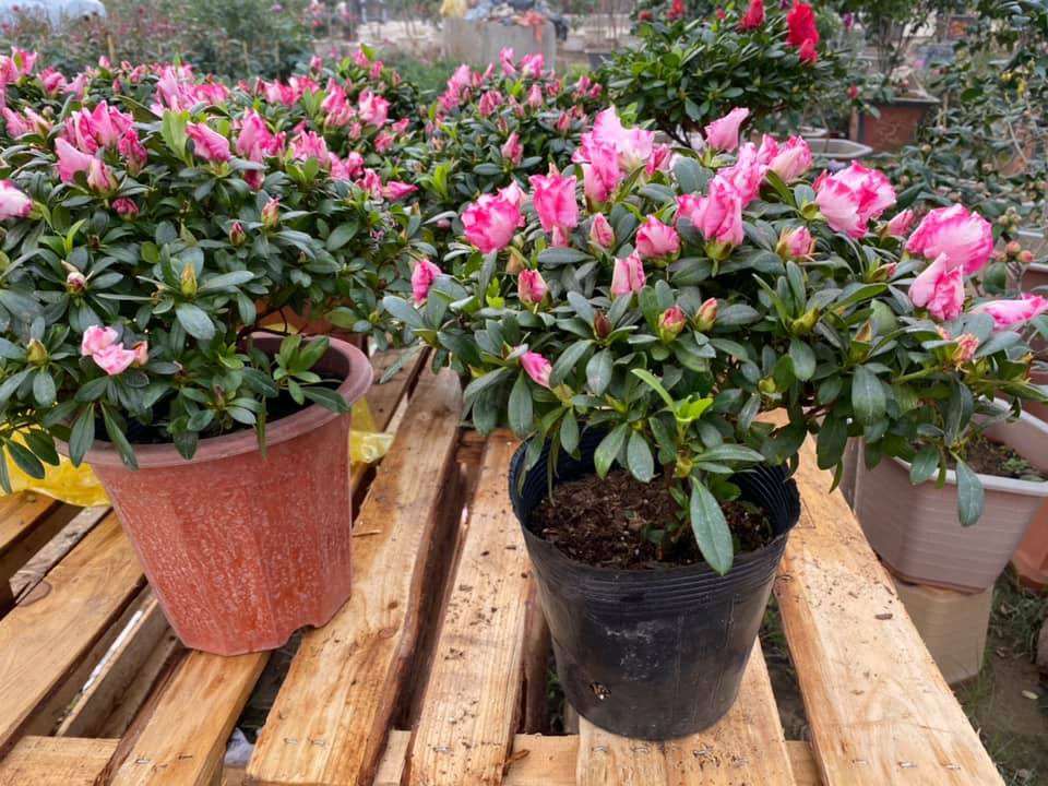 Những chậu đỗ quyên nhỏ này có giá 100.000 đồng/chậu. Chị Luyên, chủ vườn hoa cho hay, đa phần khách mua chậu nhỏ về bày trong nhà. Giá đỗ quyên năm nay cơ bản vẫn giữ nguyên so với năm trước.