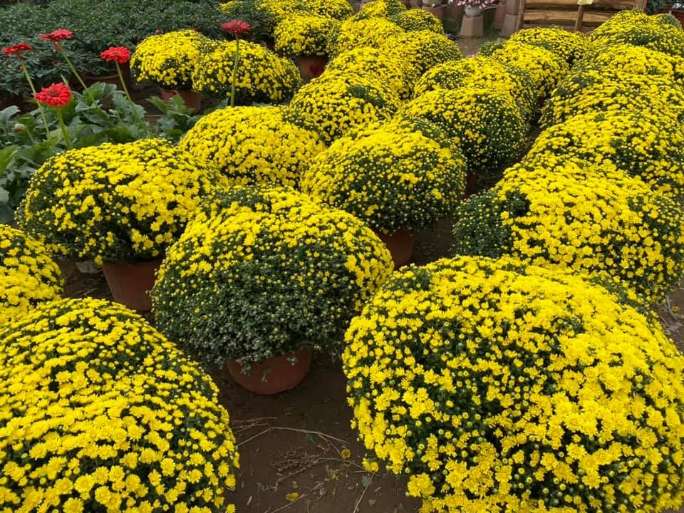 Những chậu cúc mâm xôi lớn được chị Luyên bán với giá 150.000 đồng/chậu. Anh Phong, một khách hàng từ Hà Nội sang cho hay, năm nay cúc mâm xôi rẻ hơn mọi năm. Hồi Tết 2017, anh thậm chí mua 300.000 đồng/chậu cúc tương tự.