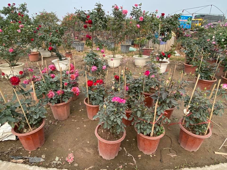 Vườn nhà chị Luyên nhiều nhất là hoa hồng với hàng chục loại khác nhau. Chị cho biết, năm nay khách hàng cũng tiêu thụ khá nhiều chậu hồng cảnh. Từ đầu tháng 1/2021 đến nay, nhà chị bán hàng nghìn chậu hồng.